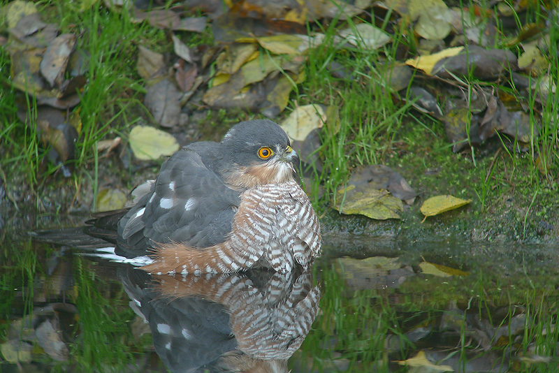 Ancora Sparviere al bagno in Digiscoping